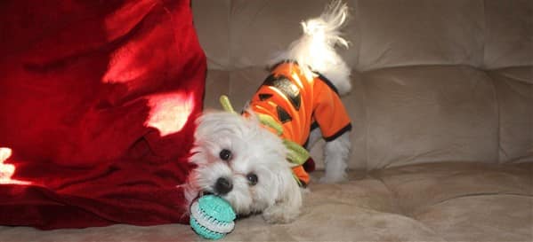 maltese-dog-playing-with-toy-on-halloween